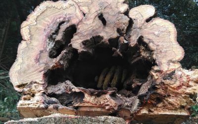 富士宮市にて枯れた樫の木を危険除去のため伐採しました
