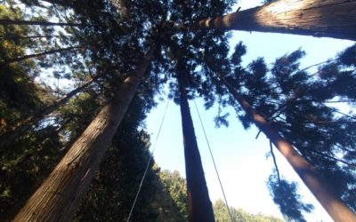 富士宮市にて杉・ヒノキ１０本を枝落下防止のため伐採しました
