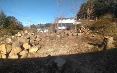 富士市の個人邸のお庭にて楢枯れ木の伐採工事を実施しました
