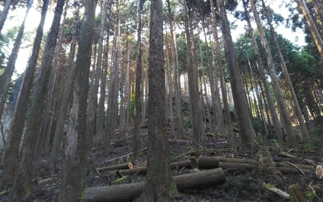 伊豆市にて資源循環林地整備事業６．５haの保育間伐を実施しました