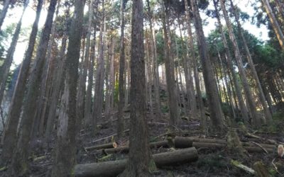 伊豆市にて資源循環林地整備事業６．５haの保育間伐を実施しました